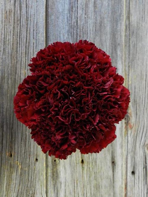 ZURIGO BURGUNDY CARNATIONS